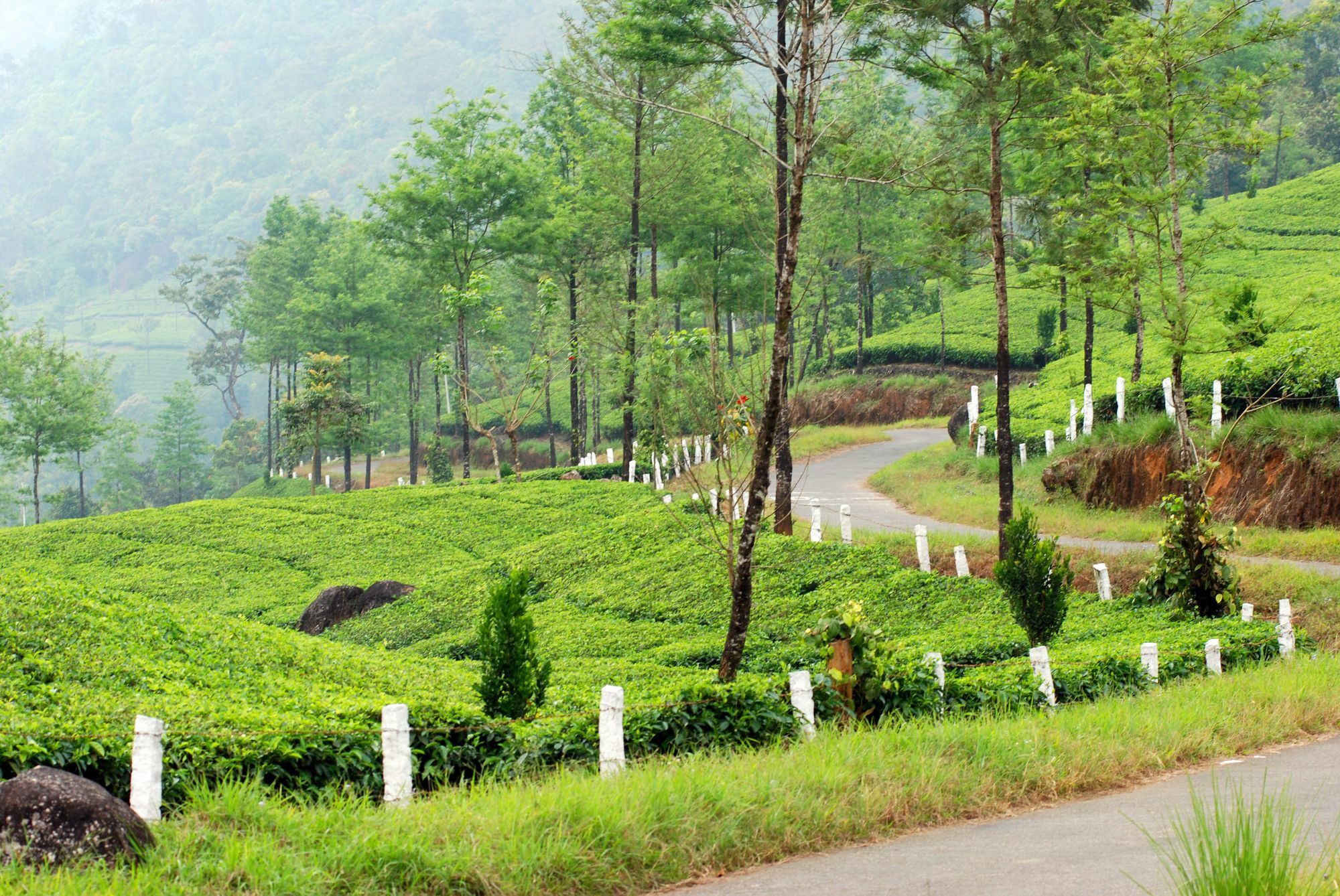 Deep Woods Resort Munnar Εξωτερικό φωτογραφία